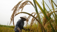 Việt Nam giảm xuất khẩu, chính sách nông nghiệp bất nhất