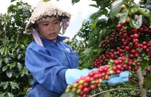 Tình trạng trộm cắp cà phê gia tăng tại Lâm Đồng