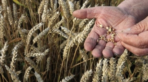 Biến đổi khí hậu đe dọa khả năng sản xuất lương thực cho loại người