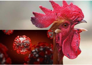 Covid-19 bùng phát : con gà Việt Nam mất tiếng gáy