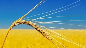 Điểm báo Pháp - Đường đi mới của lúa mì Ukraine