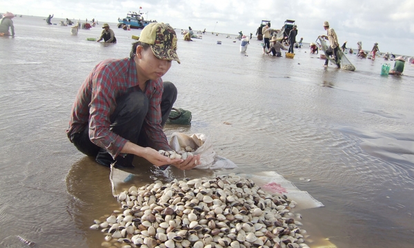 Nghêu sò miền Trung chết hàng loạt, hệ ljy khách du lịch Trung Quốc