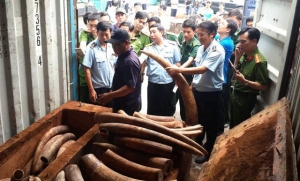 Việt Nam trở thành tay buôn lậu ngà voi quốc tế