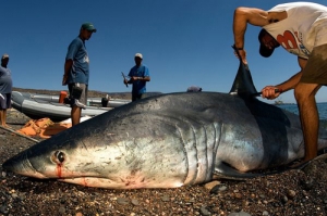 Việt Nam cần trình giấy phép mua vây cá mập Chile