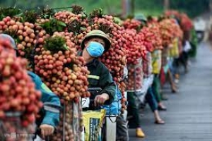 Giúp người thiểu số, Sài Gòn giãn cách để thu tiền, xuất khẩu nông phẩm
