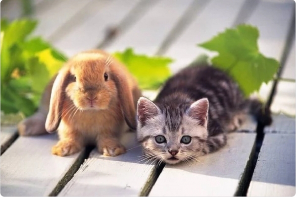 Tại sao Việt Nam khác biệt : Tết con Mèo thay vì con Thỏ ?