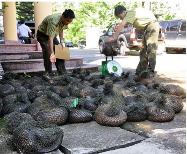 Nạn mua bán động vật hoang dã ở Việt Nam