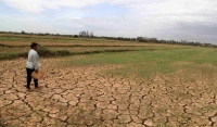 Đồng bằng sông Cửu Long : Nông dân phải thích ứng với ngập mặn ngày càng trầm trọng