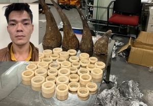Bị can Việt mang lậu ngà voi, sừng tê từ Angola về nước bị án 12 năm tù