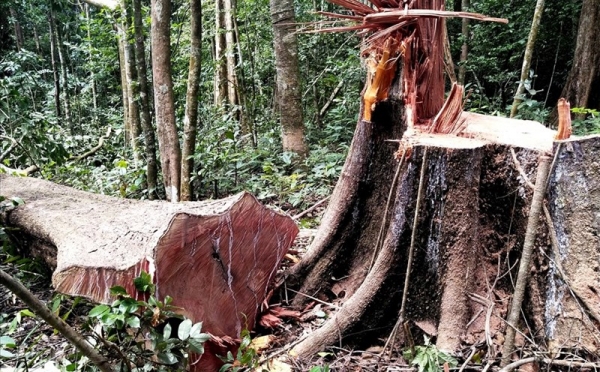 Nạn phá rừng do ta hay do thế lực thù địch gây ra ?