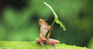 Triết lý của con ếch