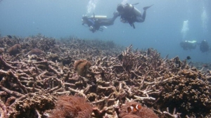 Biển Đông : san hô bị Trung Quốc phá hủy khi xây đảo