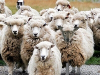 Thao túng tiền tệ : Việt Nam không phải là con cừu ngoan hiền !