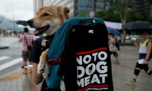 Bảo vệ công ty Trung Quốc, bỏ lò mổ chó lớn nhất Hàn Quốc