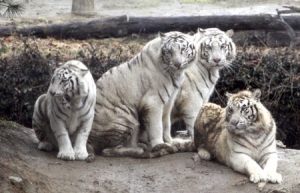 Bốn con hổ Châu Á 6 : Tương lai nào đang đón chờ ?