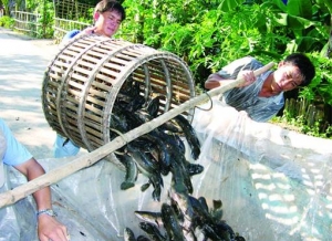 Những nỗi truân chuyên trong nghề nuôi và đánh bắt cá ở Việt Nam