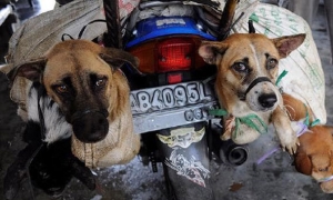 Việt Nam có nên cấm bán thịt chó như ở Hàn Quốc ?