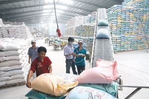 Xuất khẩu gạo : nồi cơm của nhóm lợi ích trong Đảng