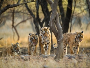 Bốn con hổ Châu Á 2 : Thách thức đổi mới trong kỷ nguyên 4.0