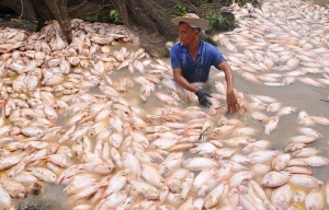 Sông suối biên giới ô nhiễm, cá chết hàng loạt trên sông La Ngà