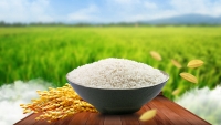 Gạo : nguồn lương thực chiến lược không thể bị ngoại bang thu tóm