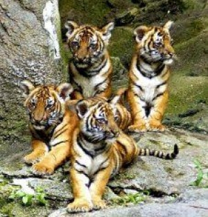Bốn con hổ Châu Á 4 : Dân chủ có tốt cho tăng trưởng hay không ?
