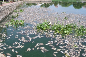 Việt Nam sống với ô nhiễm và tàn phá môi trường