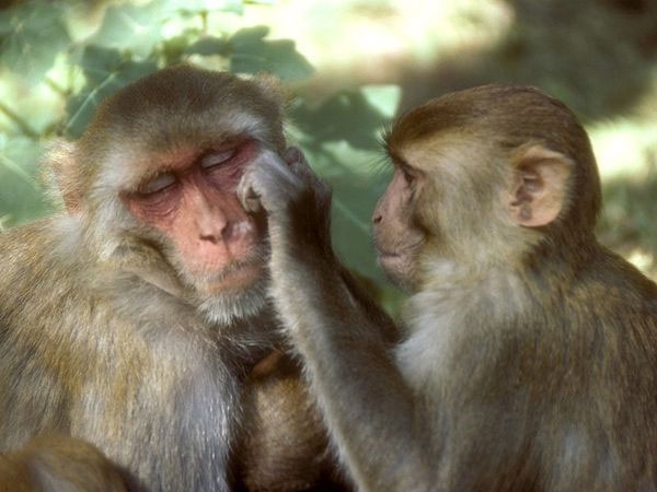 Ngôn ngữ con người bắt nguồn từ khỉ ?