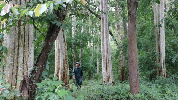 Phải bảo vệ khu rừng ở xã Mỹ Thạnh, huyện Hàm Thuận Nam