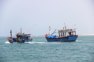 Việt Nam có báo nhân quyền, ngư dân xin bảo vệ, ăn cả bò giống