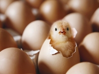 Quả trứng hay con gà ?
