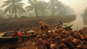Đối thoại ASEAN - Hoa Kỳ, Indonesia phá rừng, Hà Nội và Jakarta ô nhiễm