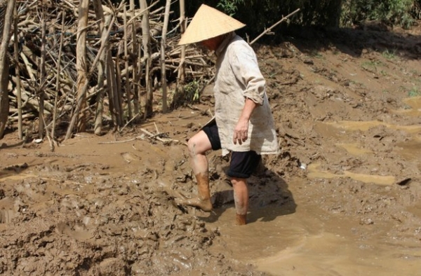 Phù sa độc