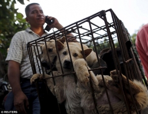 Rừng phòng hộ Sóc Sơn, cáo buộc giết chó ăn, xuất khẩu lao động