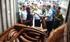 Việt Nam : Buôn lậu ngà voi ‘lãi hơn ma túy’