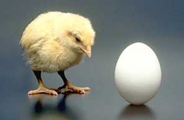 Triết lý con gà - quả trứng và chuyện… tăng lương