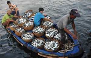 Biển Đông : Cảnh báo sự sụt giảm đáng kể về nguồn cá