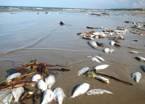 Thải độc và cá chết : xử lý và biểu tình