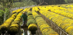 Xuân Canh Tý : Kinh tế Việt Nam, Indonesia ganh tị, hoa Tết