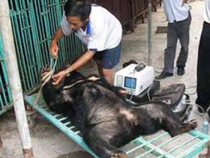 Gấu nuôi ở Việt Nam phải chết dần vì giá mật giảm mạnh