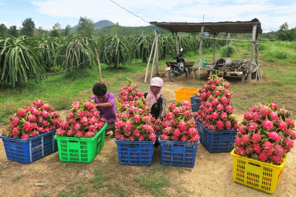 Hệ lụy chất chồng khi Trung Quốc chặn thông quan hàng qua biên giới !