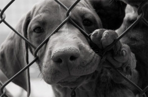 Hà Nội cấm bán thịt chó : từ cẩu quyền đến nhân quyền