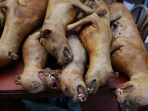 Trung Quốc tổ chức lễ hội ăn thịt chó