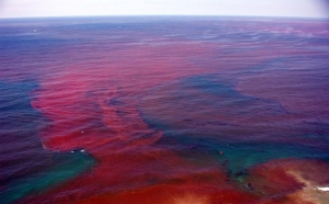 Biển Thừa Thiên Huế nhiễm độc đỏ