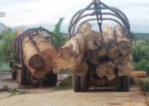 Việt Nam - Campuchia : buôn bán gỗ lậu : lâm tặc ra luật chơi