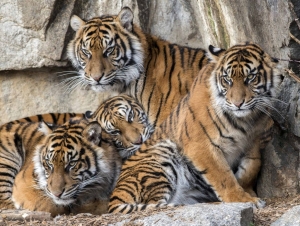 Bốn con hổ Châu Á 5 : Dân số già hóa có làm suy yếu nền kinh tế ?