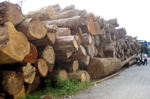 Đầu tư vào Tiểu vùng sông Mekong, cấm xuất khẩu gỗ qua Việt Nam