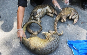 Việt Nam bị Mỹ đưa vào nhóm ‘trọng tâm’ buôn bán động vật hoang dã