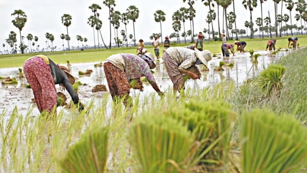 Campuchia cấm dân ở biên giới cho người Việt thuê đất canh tác