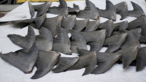 Giải thích vụ phơi vây cá mập trên nóc nhà sứ quán không thuyết phục
